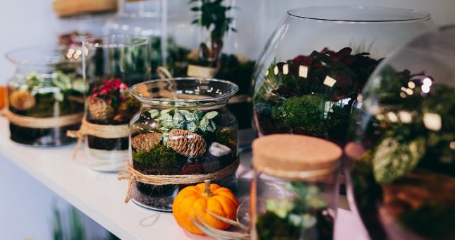 Dlaczego warto mieć las w słoiku?