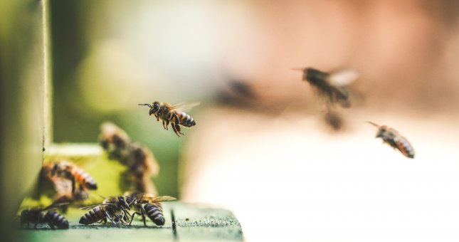 Hotele dla pszczół – jak zbudować?