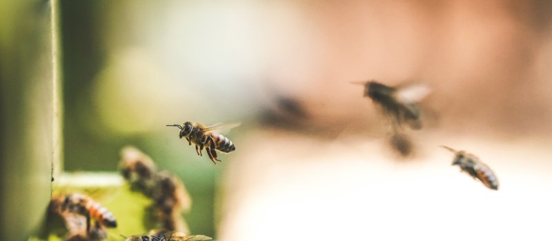 Hotele dla pszczół – jak zbudować?