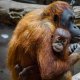 Orangutany - zagrożenia w naturalnym środowisku