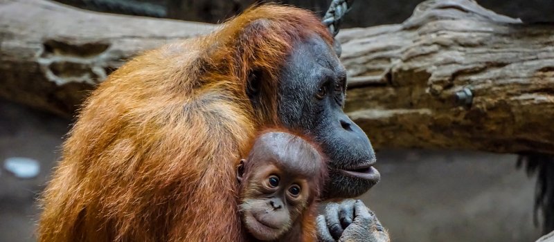 Orangutany - zagrożenia w naturalnym środowisku