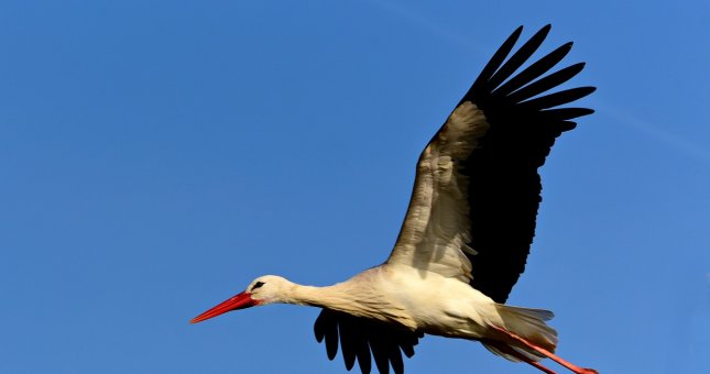 W Polsce zajmuje coraz więcej bocianów