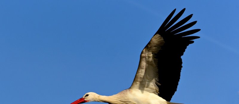 W Polsce zajmuje coraz więcej bocianów