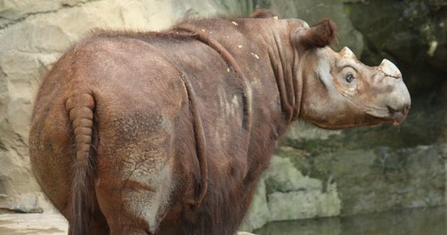Zmarł ostatni nosorożec sumatrzański