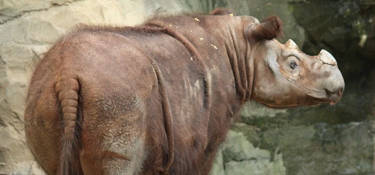 Zmarł ostatni nosorożec sumatrzański