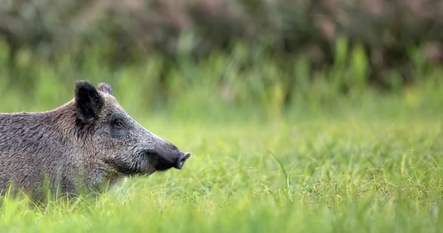 Znaleźliśmy skuteczny sposób na odstraszanie dzików z pola!