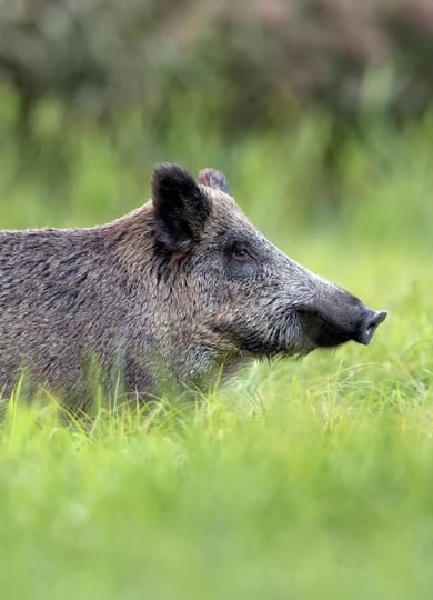 Znaleźliśmy skuteczny sposób na odstraszanie dzików z pola!