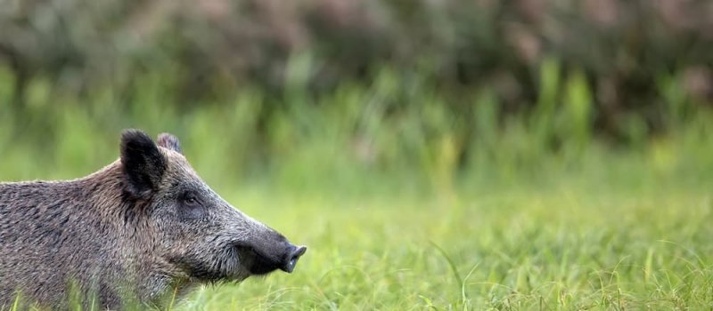 Znaleźliśmy skuteczny sposób na odstraszanie dzików z pola!