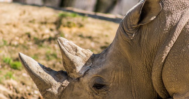 Zwierzęta, które wyginęły w 2018 roku